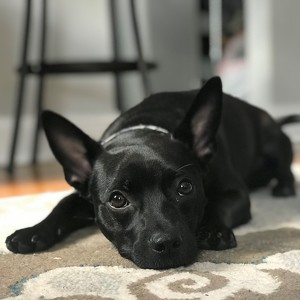 Team Page: Bailey Boy